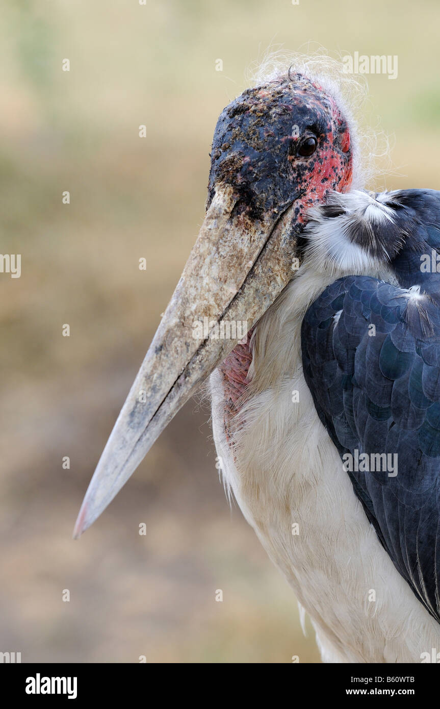 Marabou Stork (Leptoptilos crumeniferus), retrato, Sweetwater Game Reserve, Kenya, Africa. Foto de stock