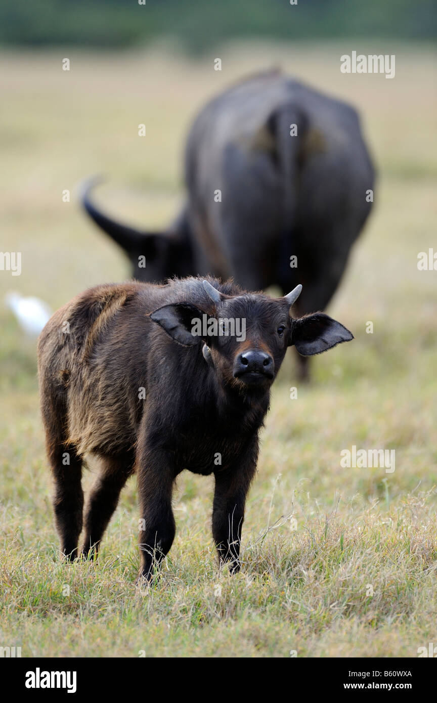 El búfalo africano (Syncerus o Cape Búfalo caffer), la pantorrilla, Sweetwater Game Reserve, Kenya, Africa. Foto de stock
