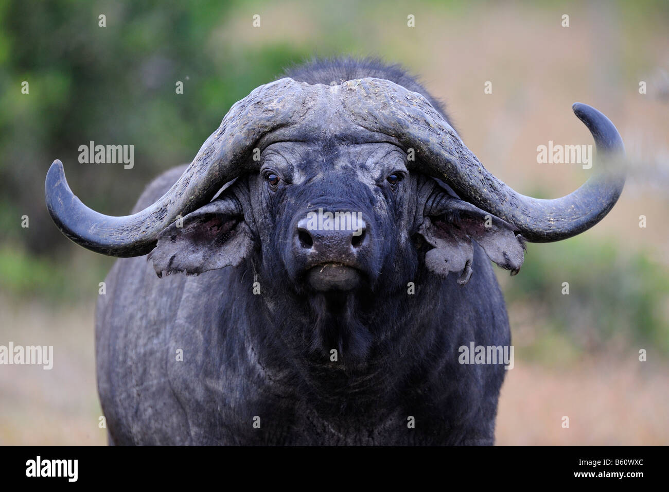 El búfalo africano (Syncerus o Cape Búfalo caffer), Old Bull con cuerno quebrado, retrato, Sweetwater Game Reserve, Kenya, Africa. Foto de stock