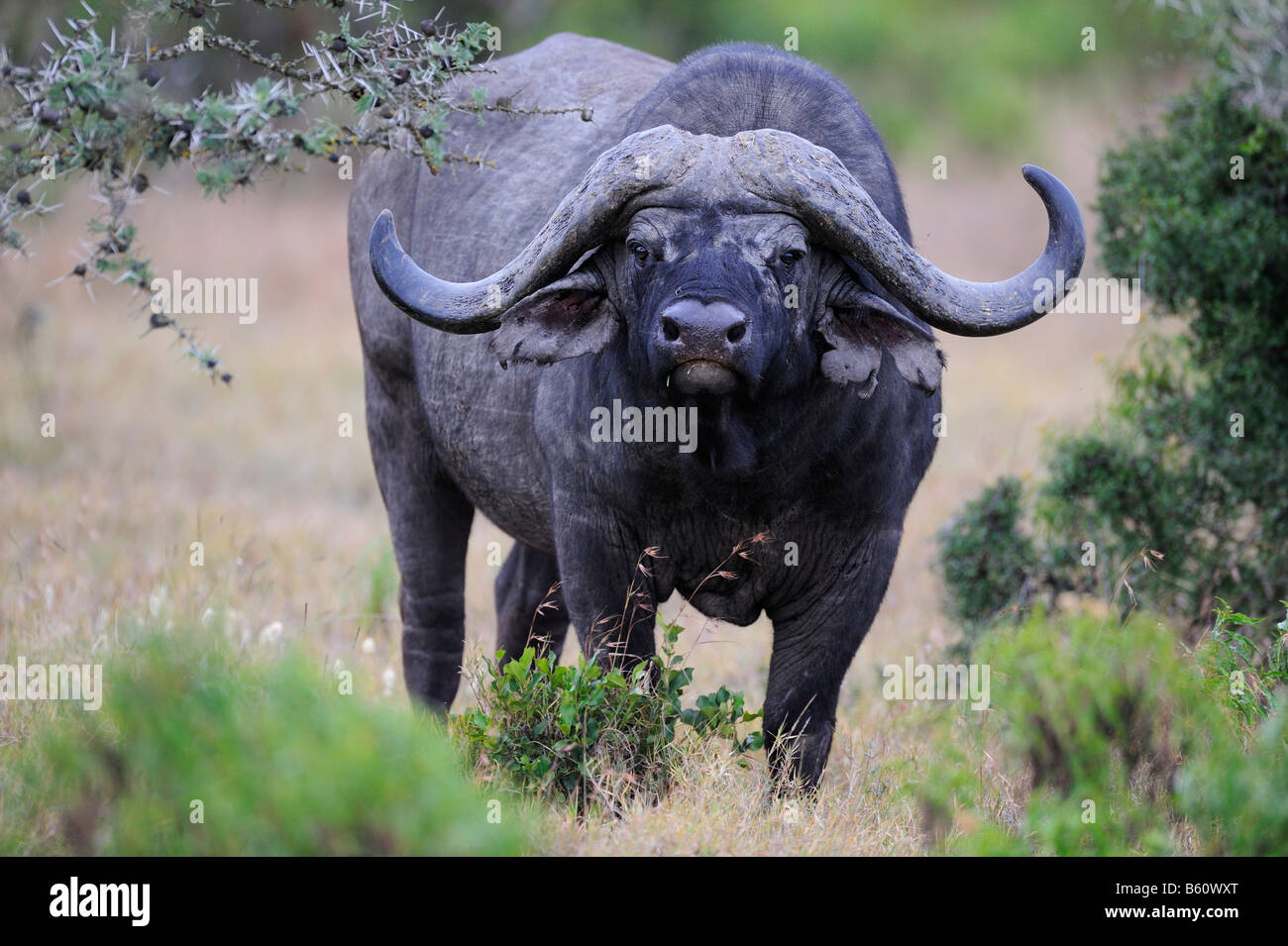 El búfalo africano (Syncerus o Cape Búfalo caffer), Old Bull con cuerno quebrado, Sweetwater Game Reserve, Kenya, Africa. Foto de stock