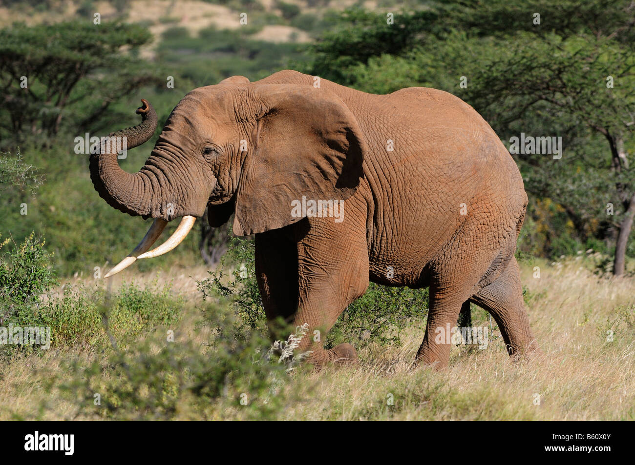 Bush Elefante africano (Loxodonta africana), el toro, la Reserva Nacional de Samburu, Kenya, Africa. Foto de stock