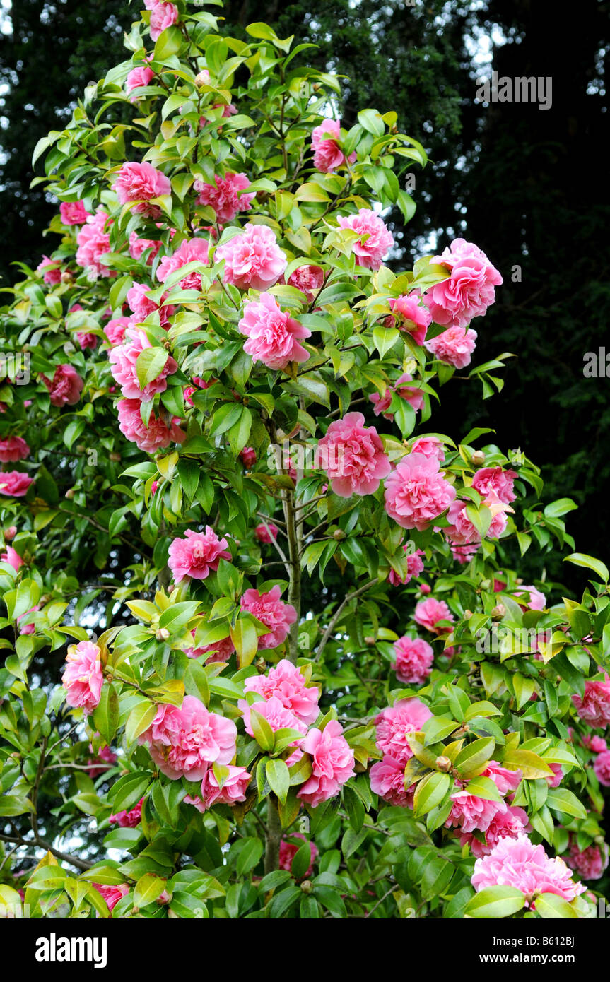 X Camellia williamsii "anticipación" Foto de stock