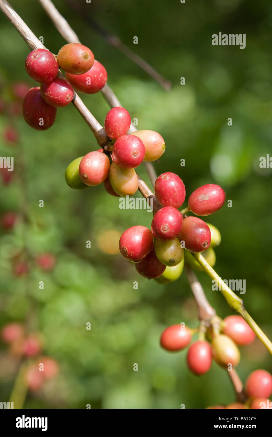 Los granos de café en un arbusto, Sierra de San Luis, Venezuela, Sudamérica Foto de stock