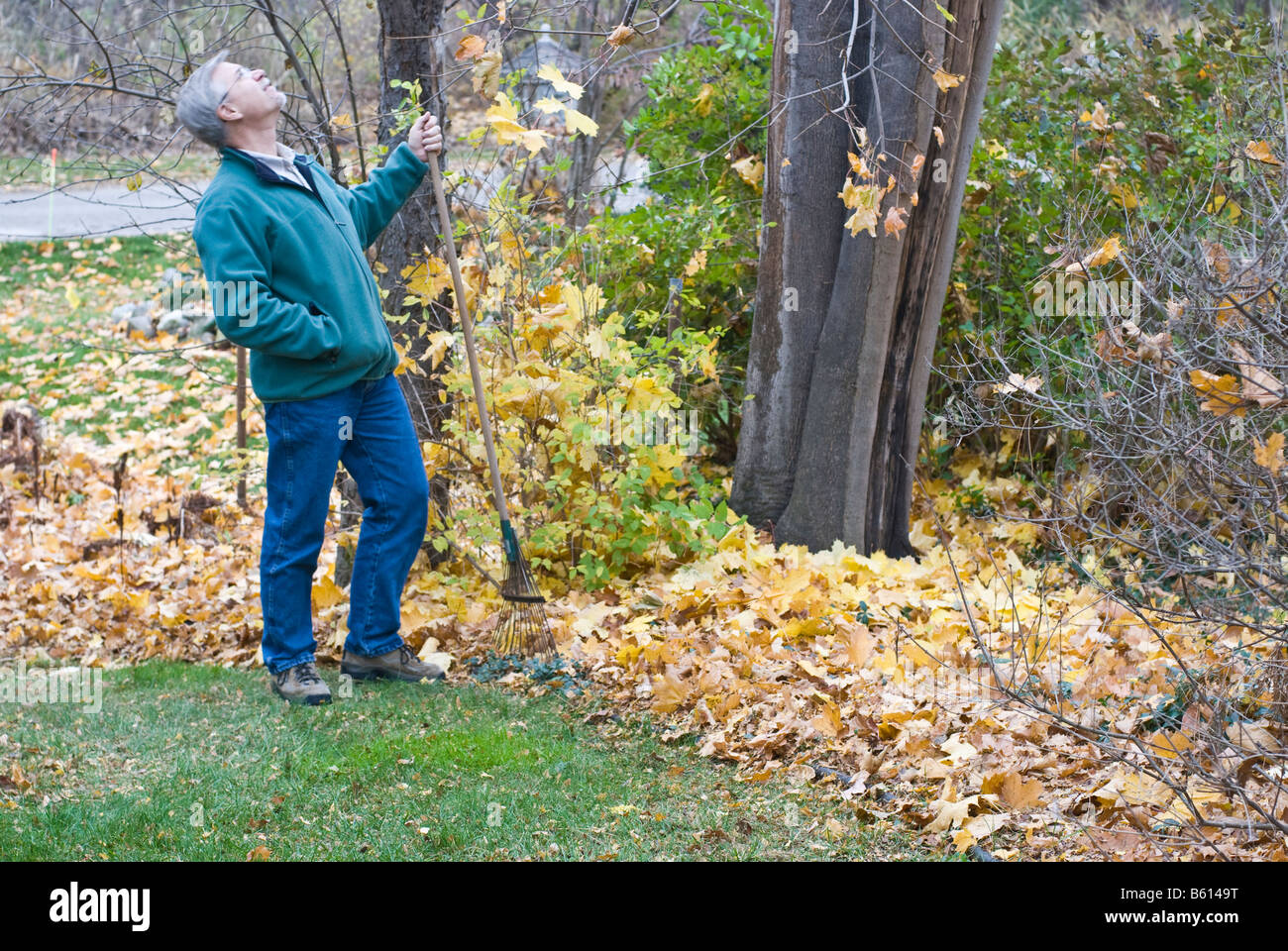 Hombre mirando hacia arriba en el árbol para ver si alguno más hojas van a  caer Fotografía de stock - Alamy