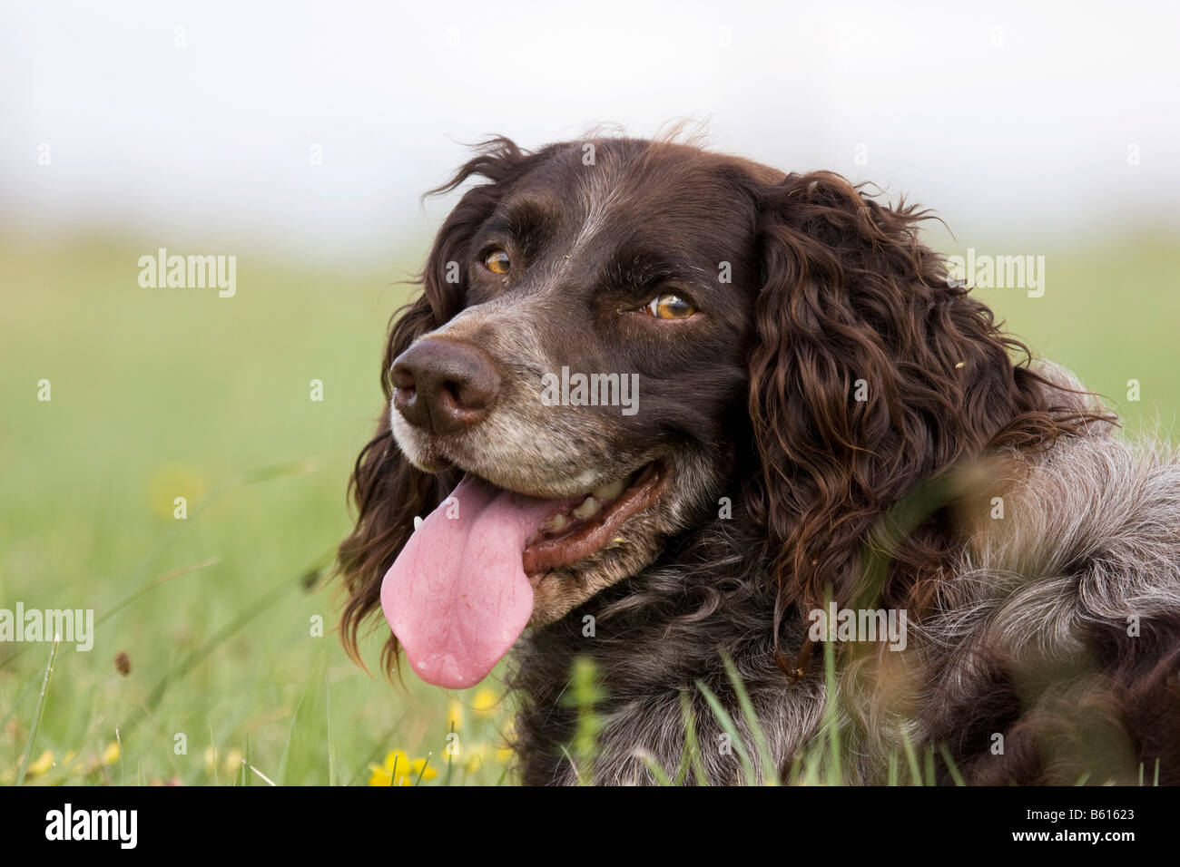 Perro de codorniz alemán fotografías e imágenes de alta resolución - Alamy