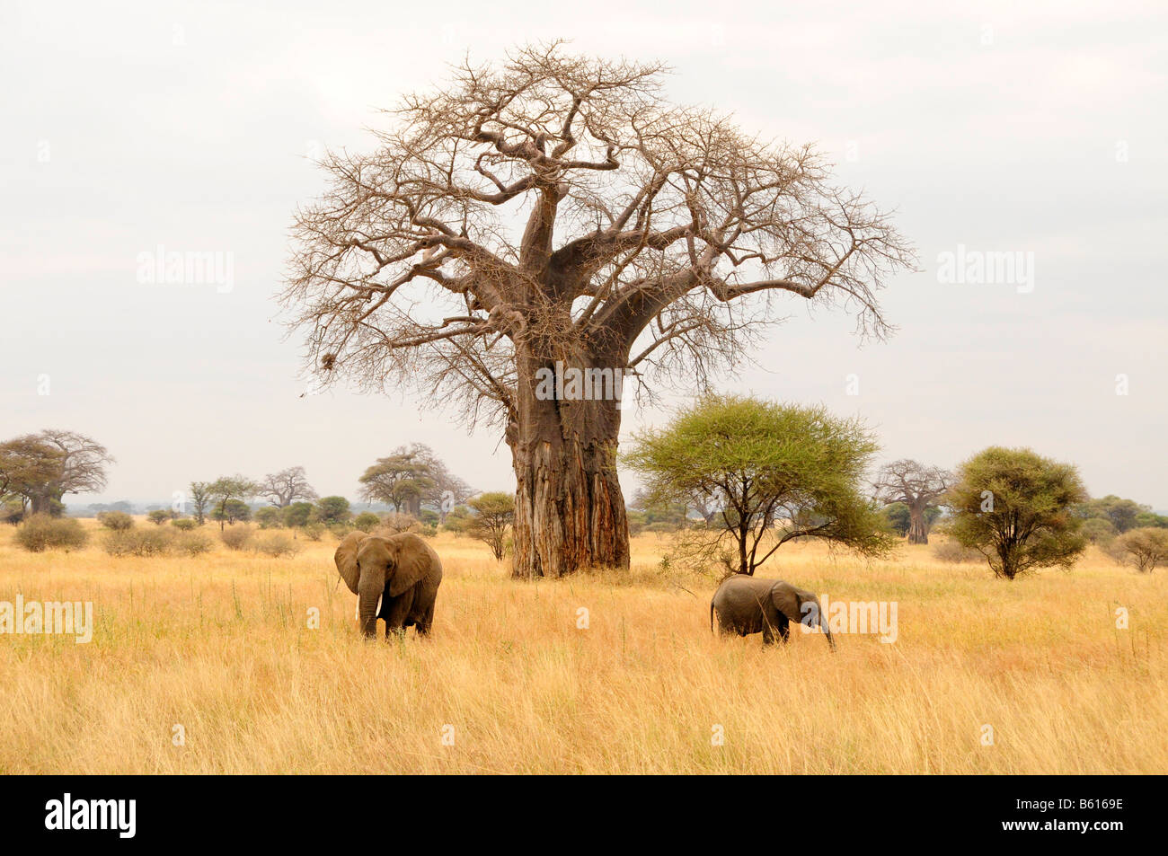 Bush Elefantes Africanos (Loxodonta africana) bajo un árbol baobab (Adansonia digitata), Tarangire-National Park, Tanzania, África Foto de stock