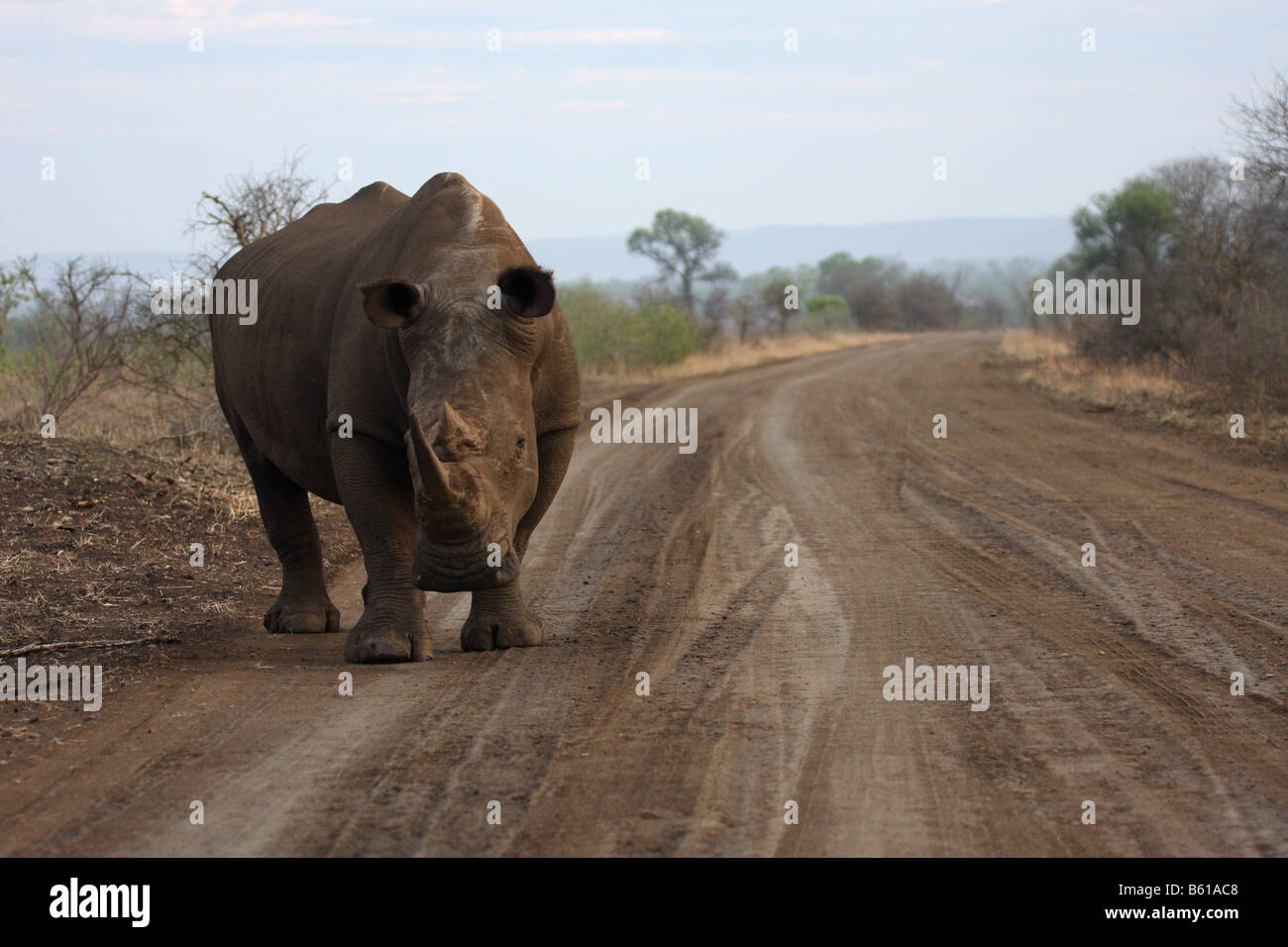 Rinoceronte blanco o hierba, único macho adulto de pie al lado de la carretera Foto de stock