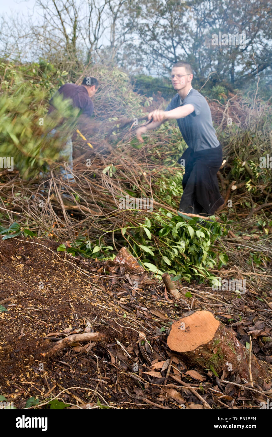 Voluntarios btcv desbrozar y quemar rhododendron de steeple woods St Ives cornwall Foto de stock