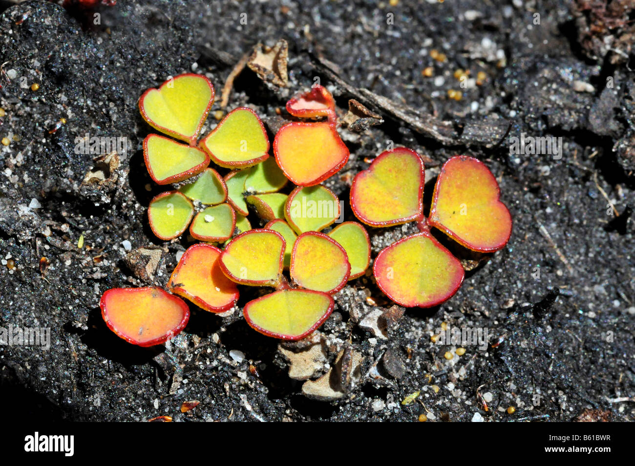 Minuto, coloridas hojas de Oxalis Foto de stock