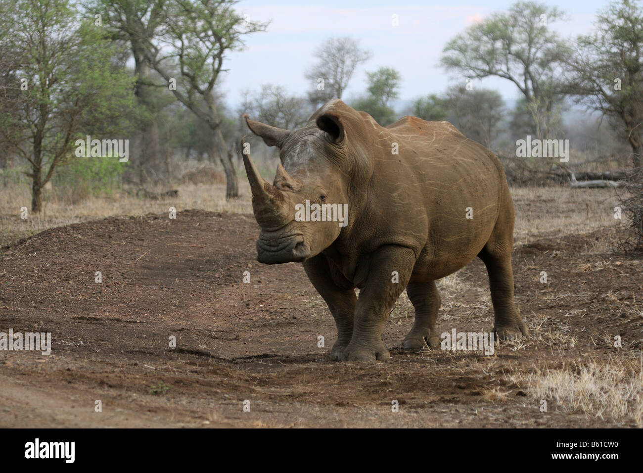 Rinoceronte blanco o hierba, único macho adulto de pie al lado de la carretera Foto de stock