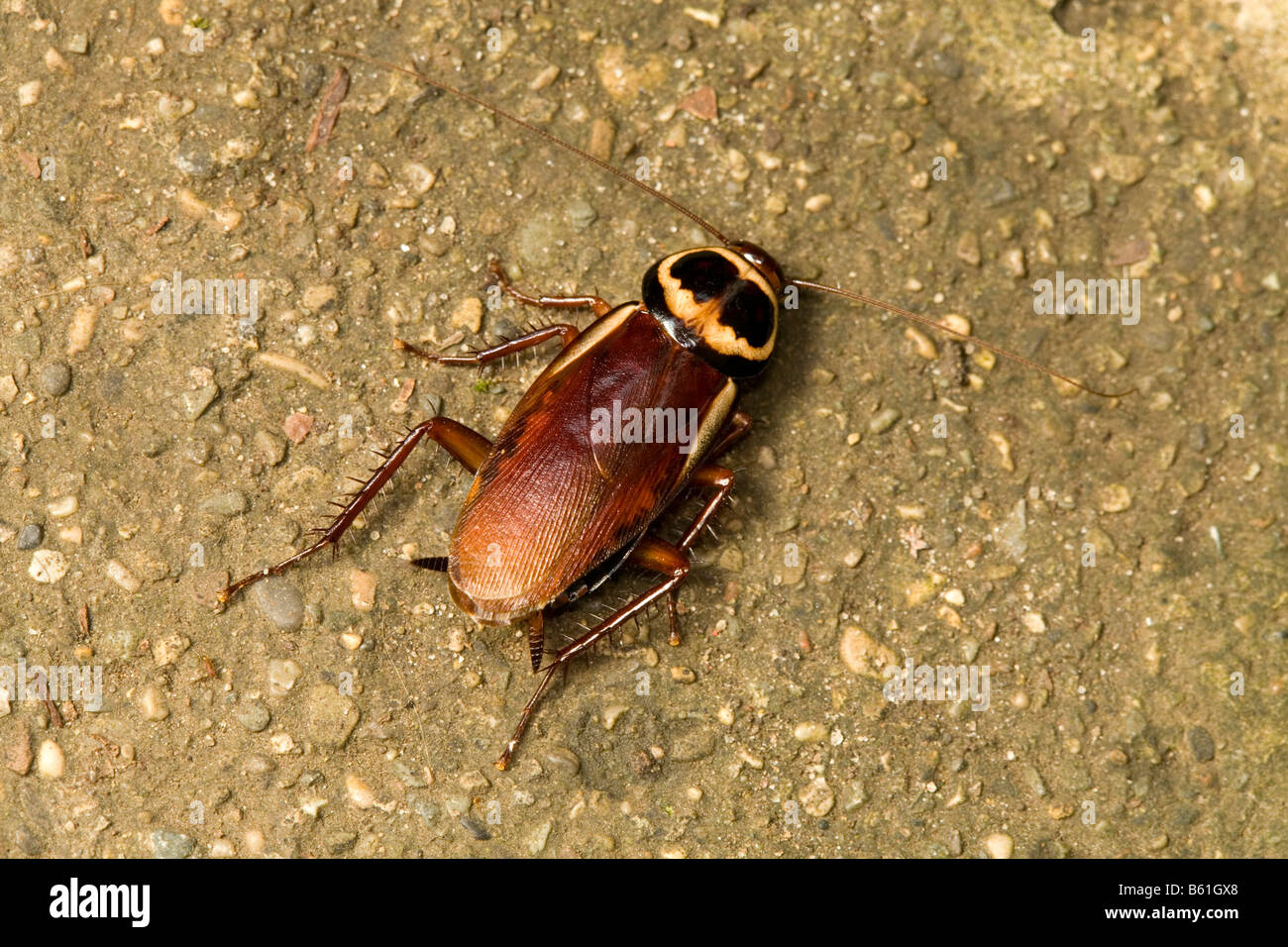 Cucaracha (Periplaneta australasiae australiano) Foto de stock