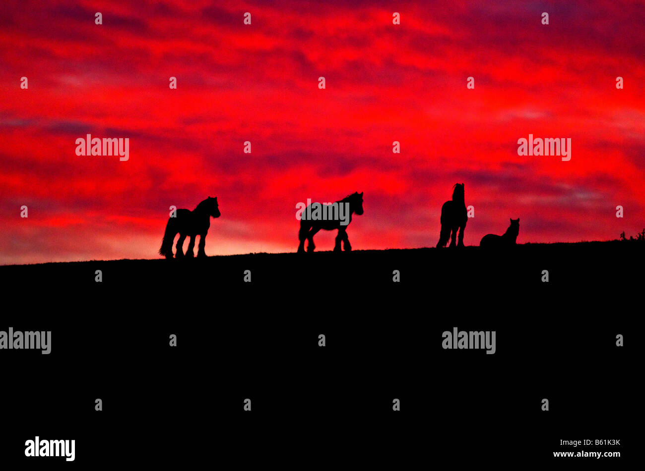 Los caballos en el horizonte al atardecer no imagen alterada digitalmente Foto de stock