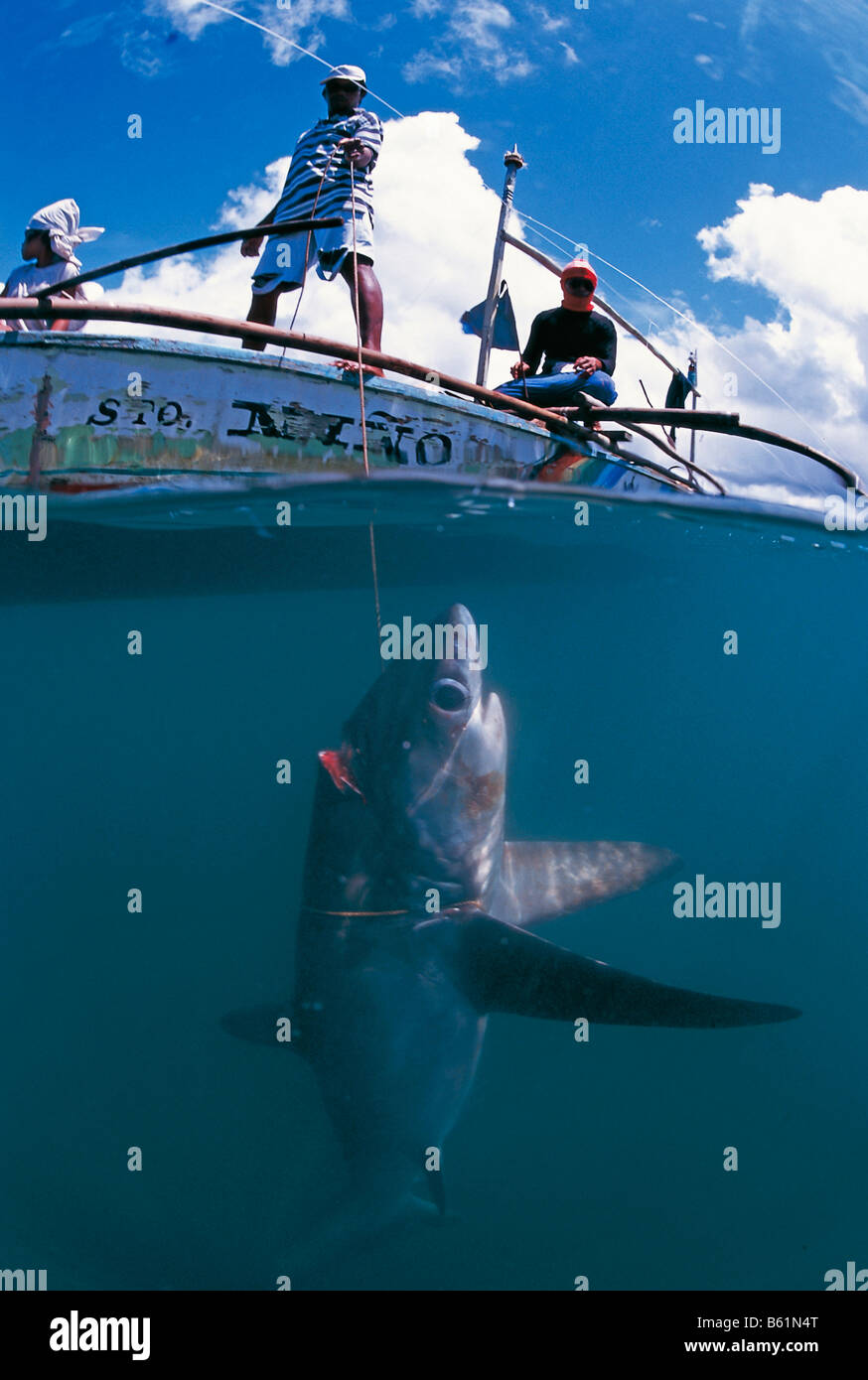 Tiburón zorro (Alopiidae) capturadas Foto de stock