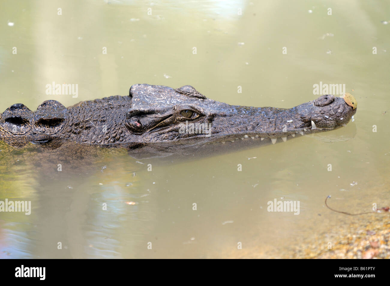 El agua salada o Equodouris (Crocodylus porosus), Queensland, Australia Foto de stock