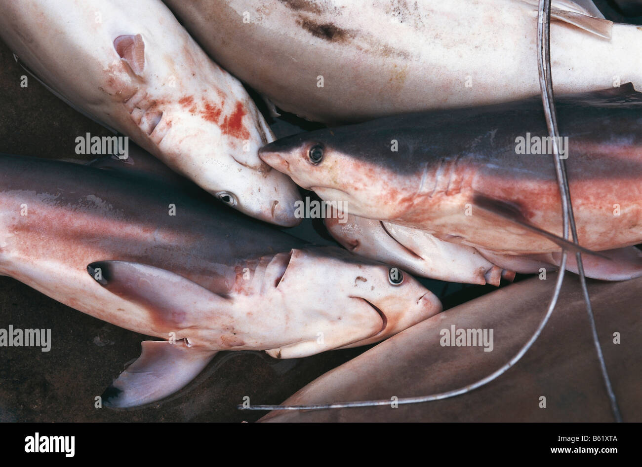 Tiburones muertos en mercado de pescado Foto de stock