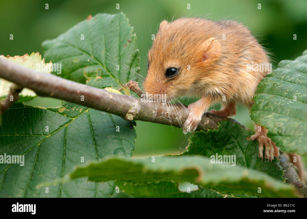 Muscardinus avellanarius Hazel Lirón (PUP) Foto de stock