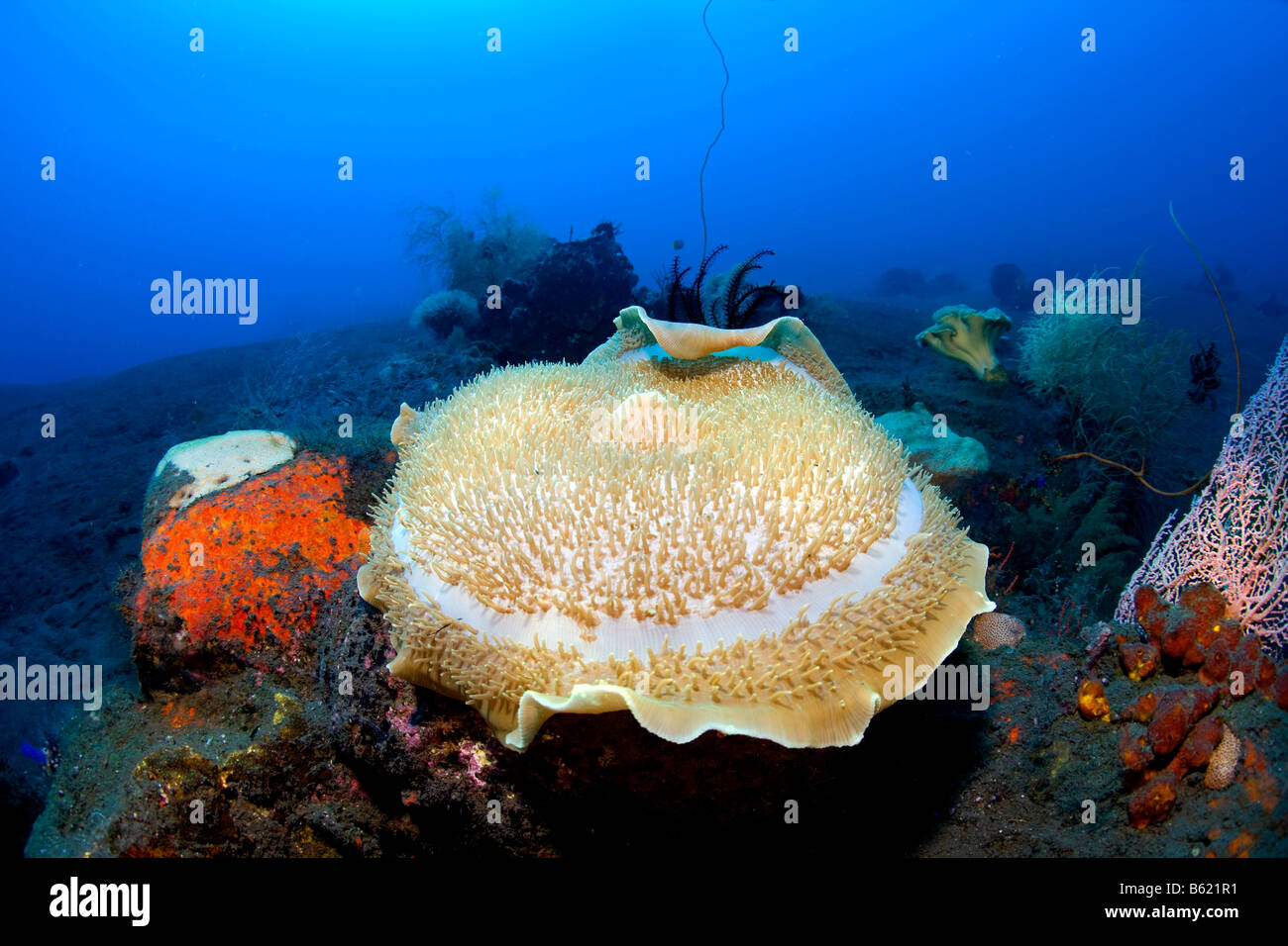 Copa gigante seta gigante o Coral Coral (Anémona Amplexidiscus fenestrafer) conectados a los fondos marinos negra volcánica, Indonesia, el sur Foto de stock