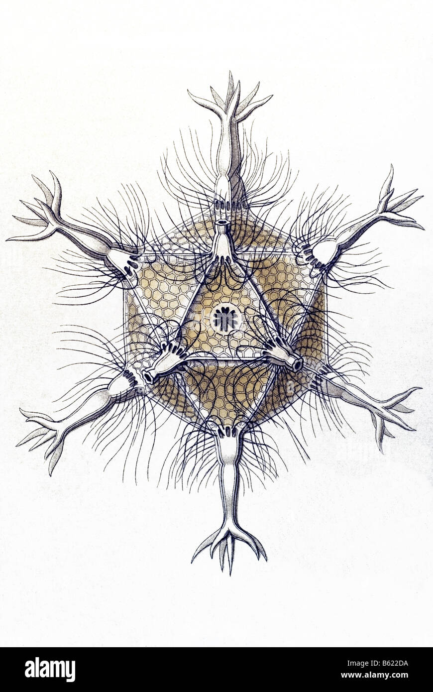 / Rohrstrahlinge Phaeodaria, nombre Circogonia, Haeckel, Kunstformen der Natur, art nouveau, del siglo XX, Europa Foto de stock