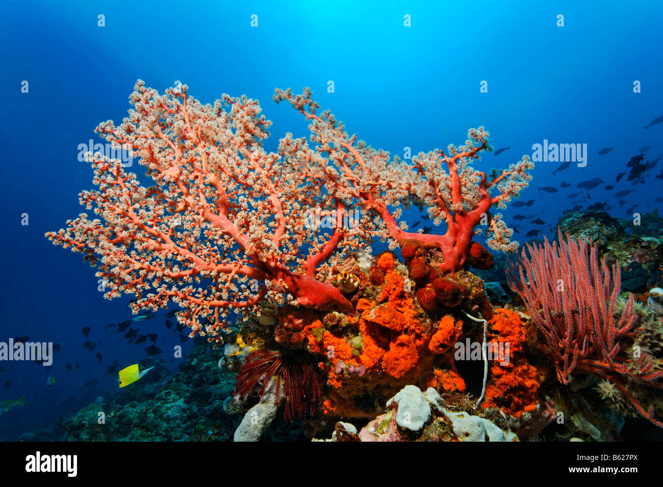 Arrecifes de coral con corales blandos (Octocorallia), Mar-chorros (Ascidiae), esponjas (Polyfera), multi-color negro Crinoid, lirio de mar Foto de stock