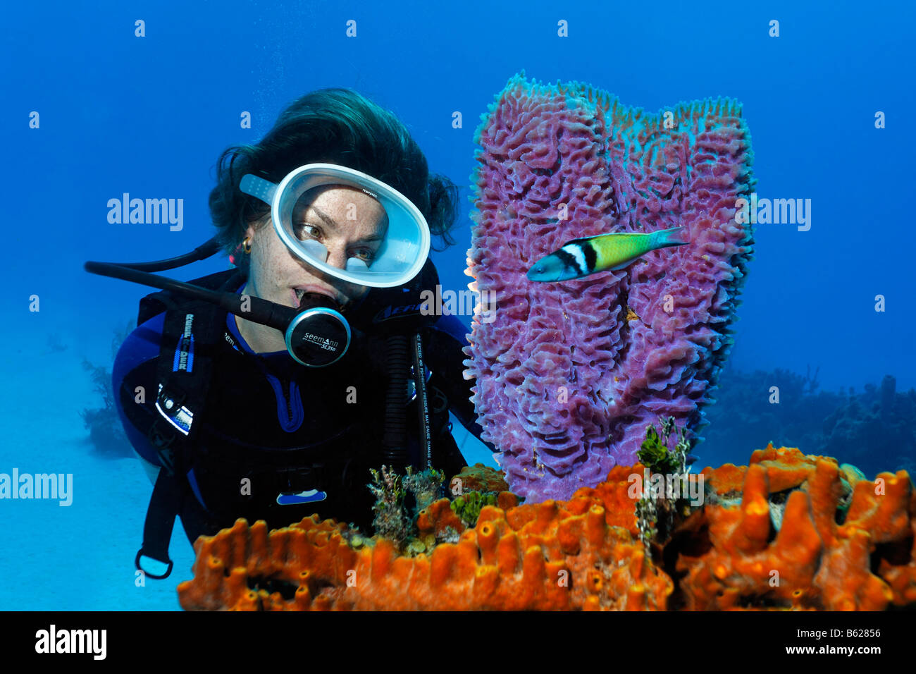 Buzo femenino mirando un jarrón azul esponja (Callyspongia Bluehead plicifera) y Napoleón (Thalasoma bifasciatum), fase adulta, Foto de stock