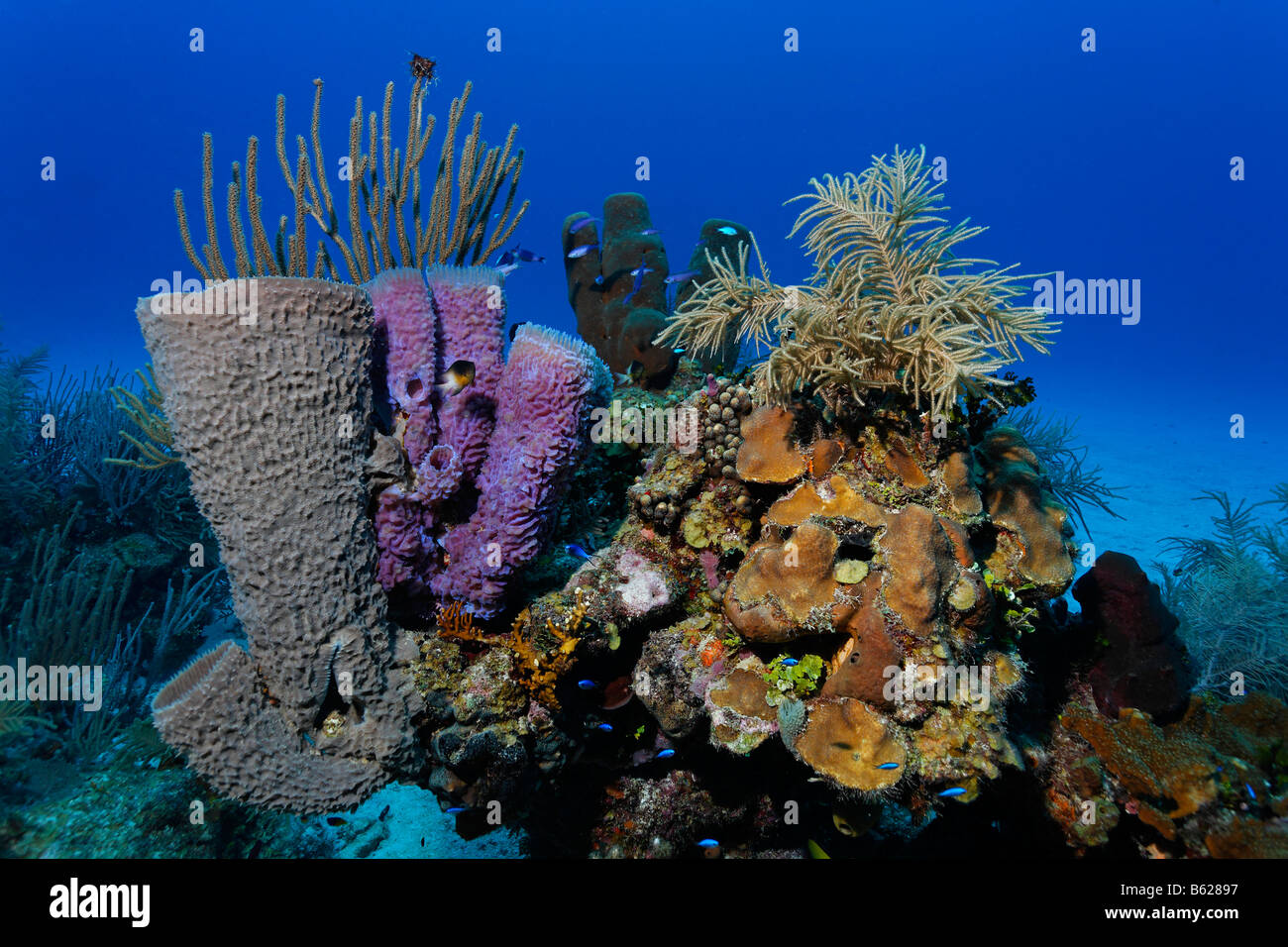 Pequeños bloques de coral multicolor delante de fondos arenosos con diversidad de esponjas y corales, Hopkins Dangria, Belice, Centroamérica Foto de stock