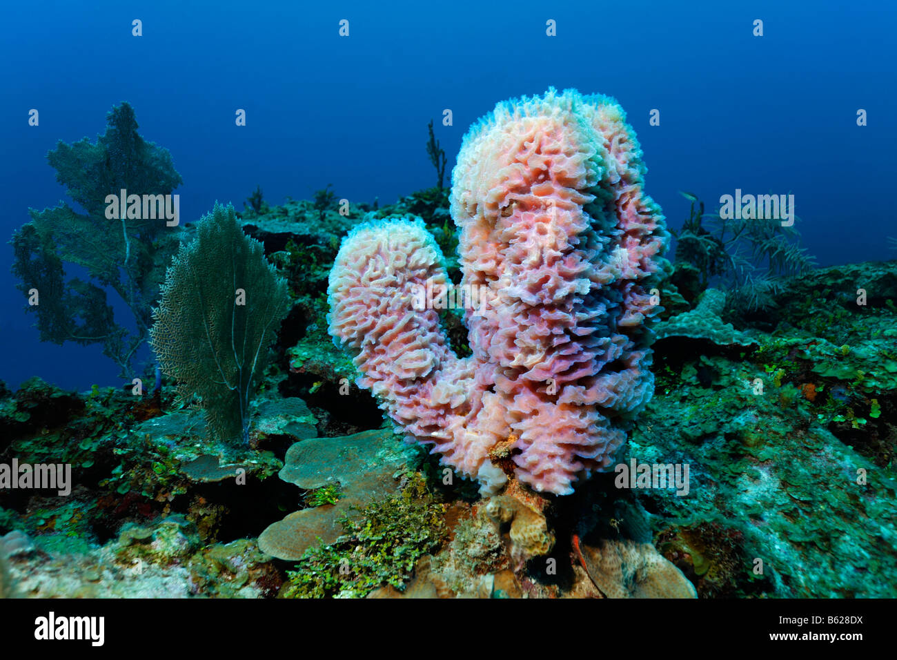 Azure Jarrón esponja (Callyspongia plicifera) creciendo entre una variedad de otros corales sobre un arrecife de coral, Arrecife, San Pedro. Foto de stock