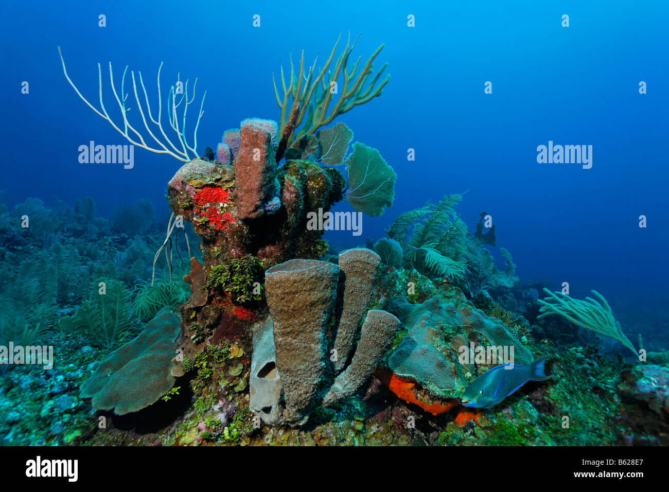 Reina el pez loro (Scarus vetula) nadando pasado un bloque de coral cubierto con una gran variedad de esponjas de mar (Demospongiae), corales un Foto de stock