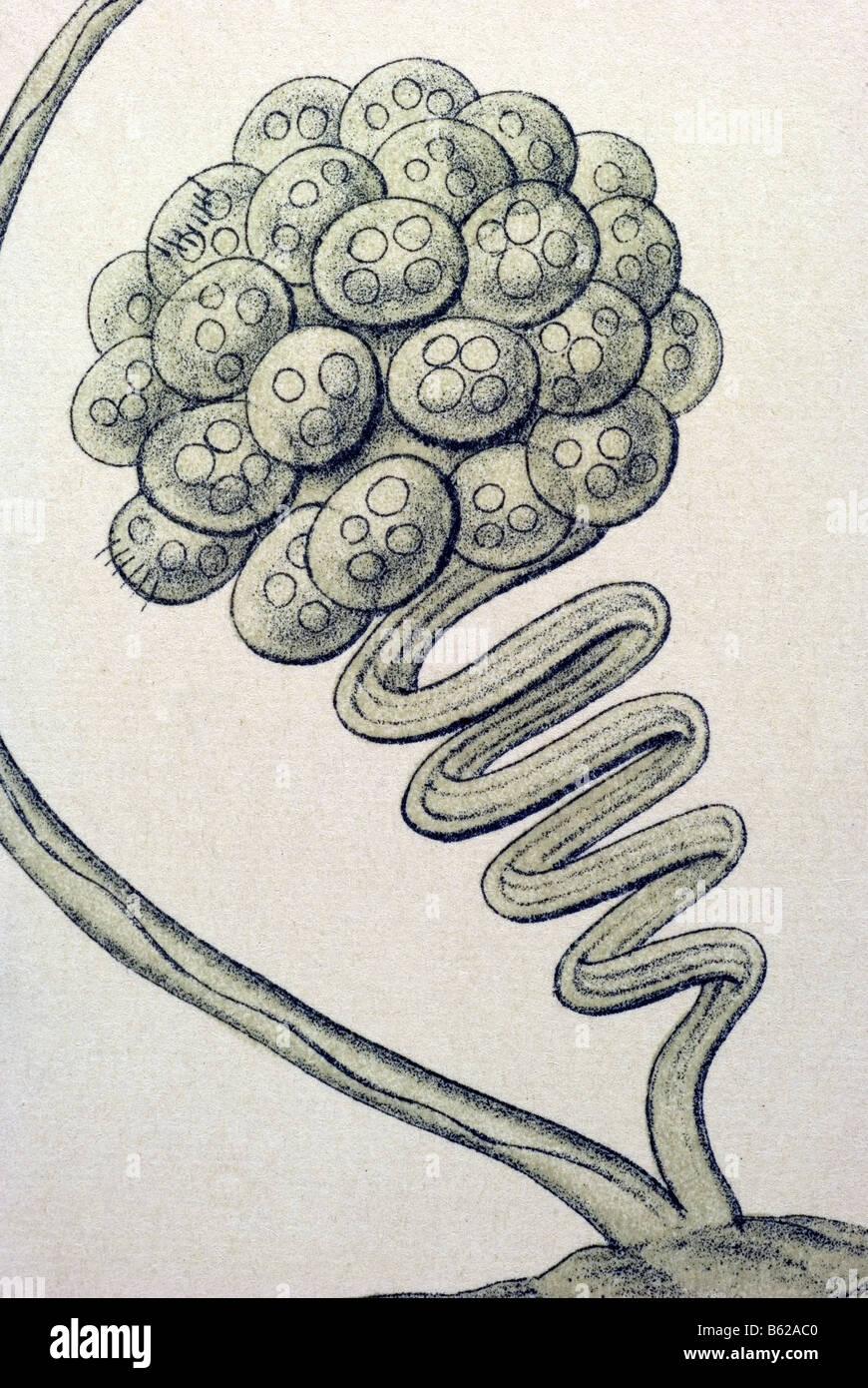 / Wimperlinge ciliata, nombre Stentor, Haeckel, Kunstformen der Natur, art nouveau, del siglo XX, Europa Foto de stock