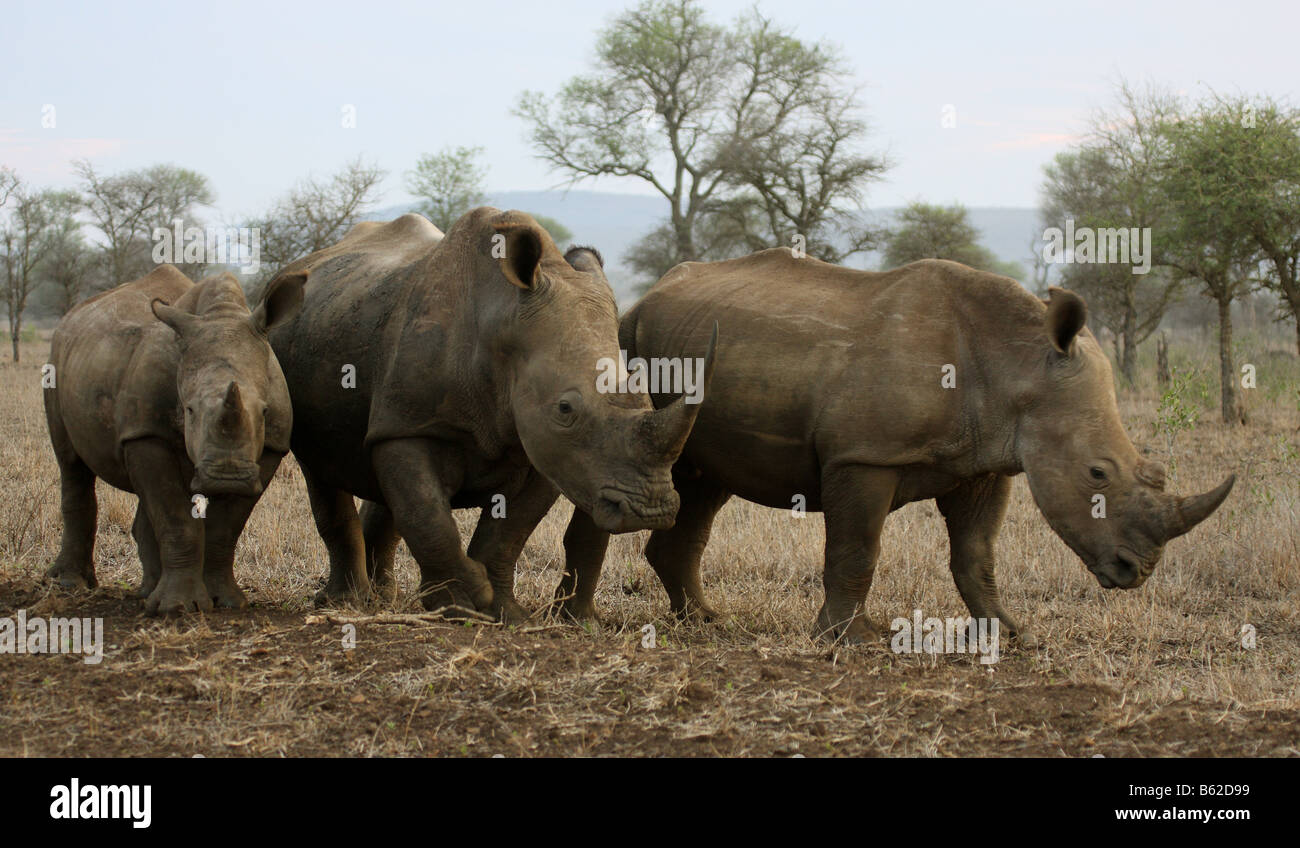 Rinocerontes, tres parados juntos Foto de stock
