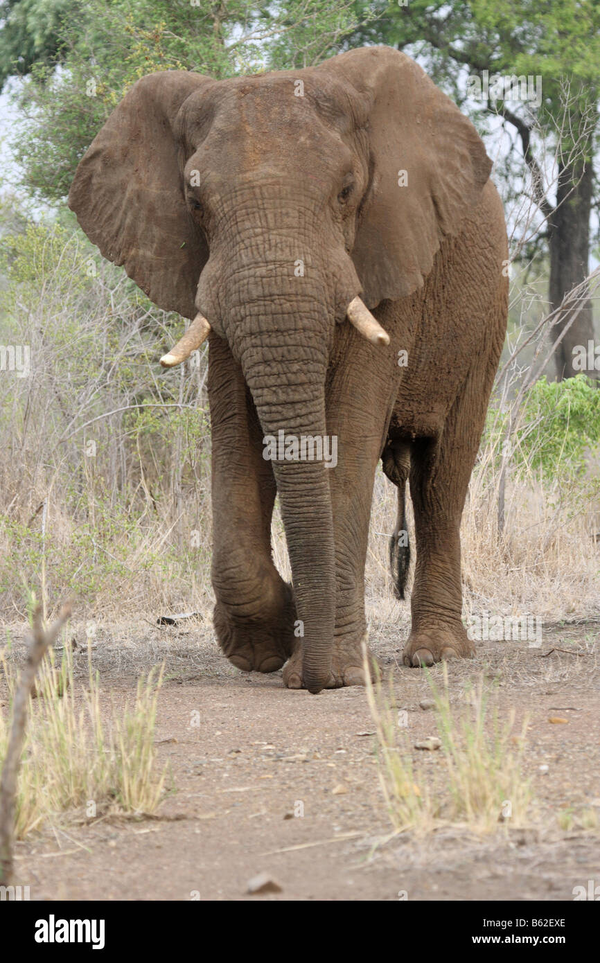 Elefante africano caminando hacia el fotógrafo con orejas flameando en comportamiento comportamiento amenaza Foto de stock