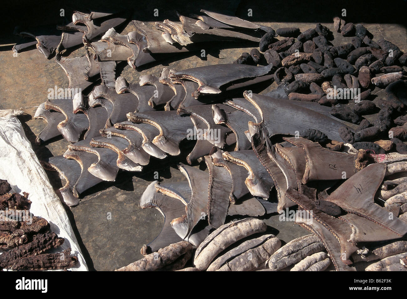 Las aletas de los tiburones y los pepinos de mar de secado al sol Foto de stock
