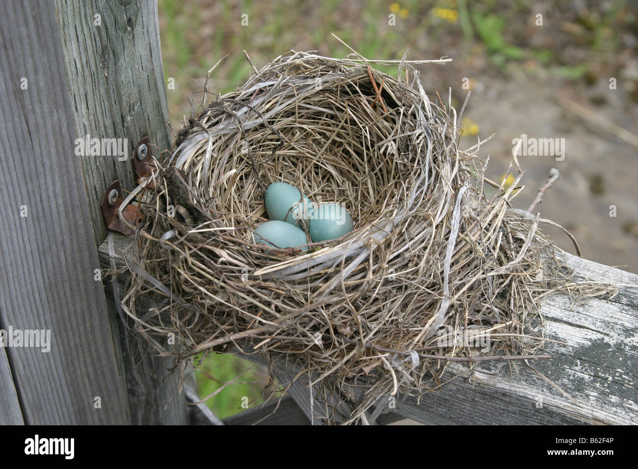 Bird's Nest con tres huevos Foto de stock