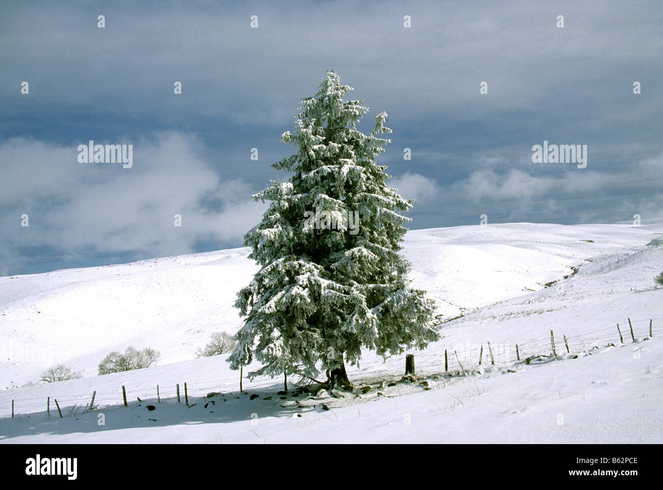 Abeto de nieve invernal paisaje Foto de stock