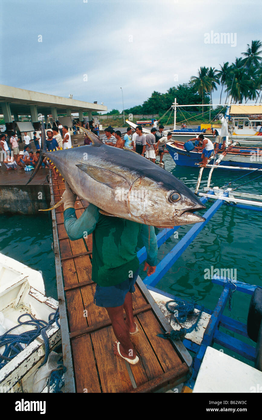 El rabil, atún blanco (Thunnus albacares) en el mercado de pescado Foto de stock