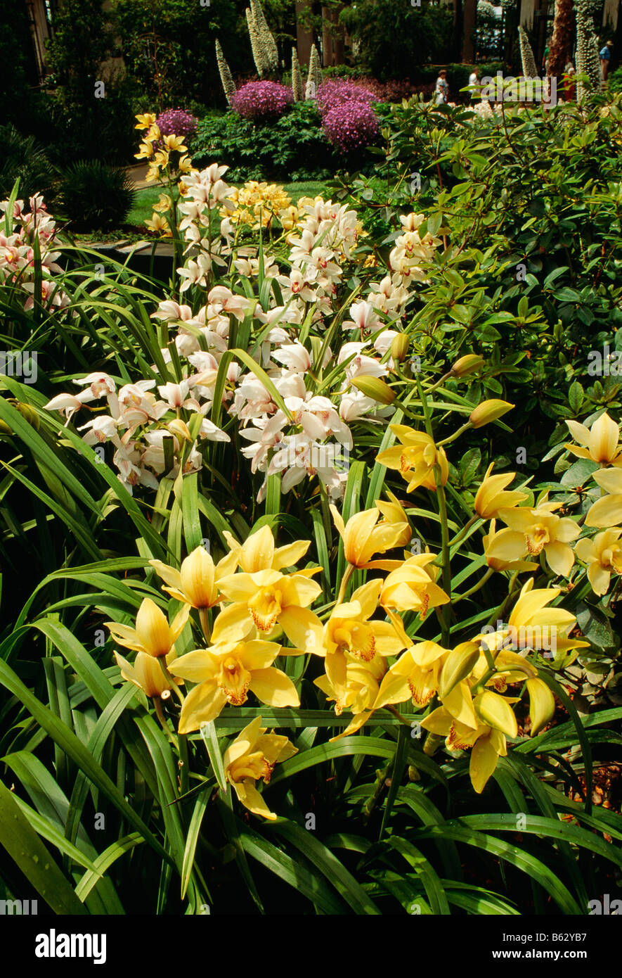 Las orquídeas Cymbidium, Longwood Gardens, antigua finca de Du Pont, Kennett Square, Pennsylvania, EE.UU. Foto de stock