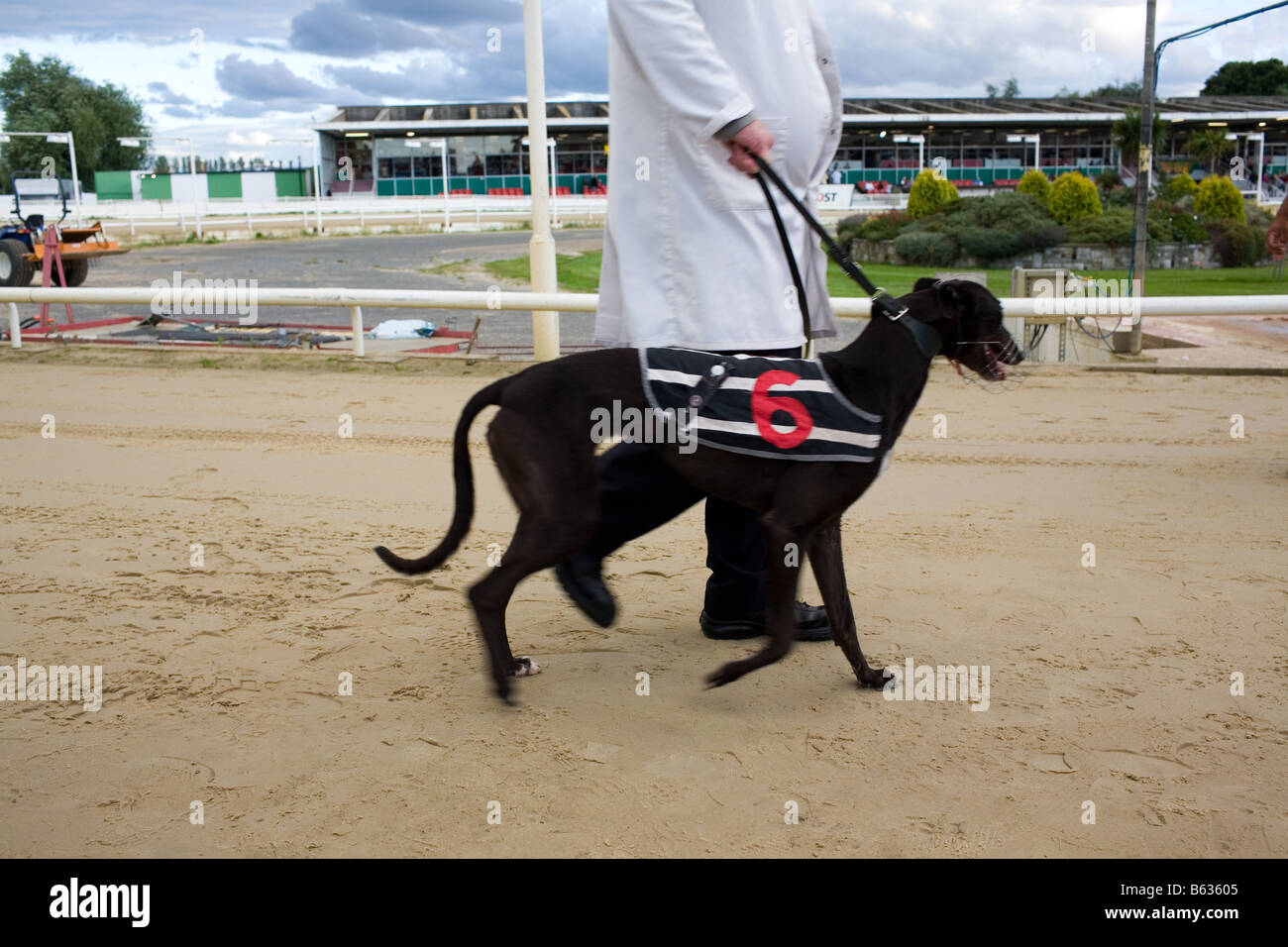 Greyhound perro negro número 6 con su controlador Fotografía de stock -  Alamy
