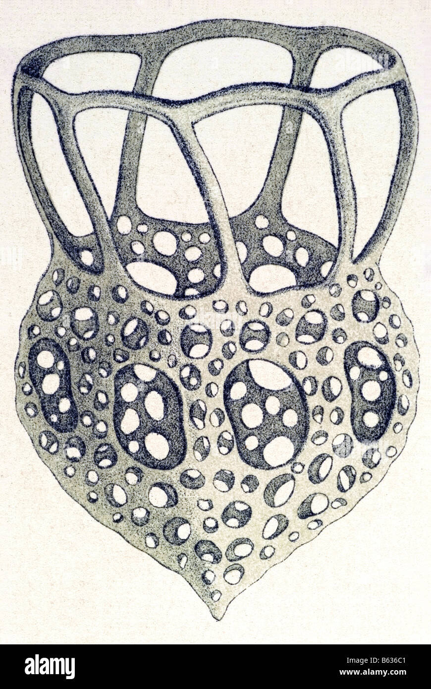 / Wimperlinge ciliata, nombre Stentor, Haeckel, Kunstformen der Natur, art nouveau, del siglo XX, Europa Foto de stock