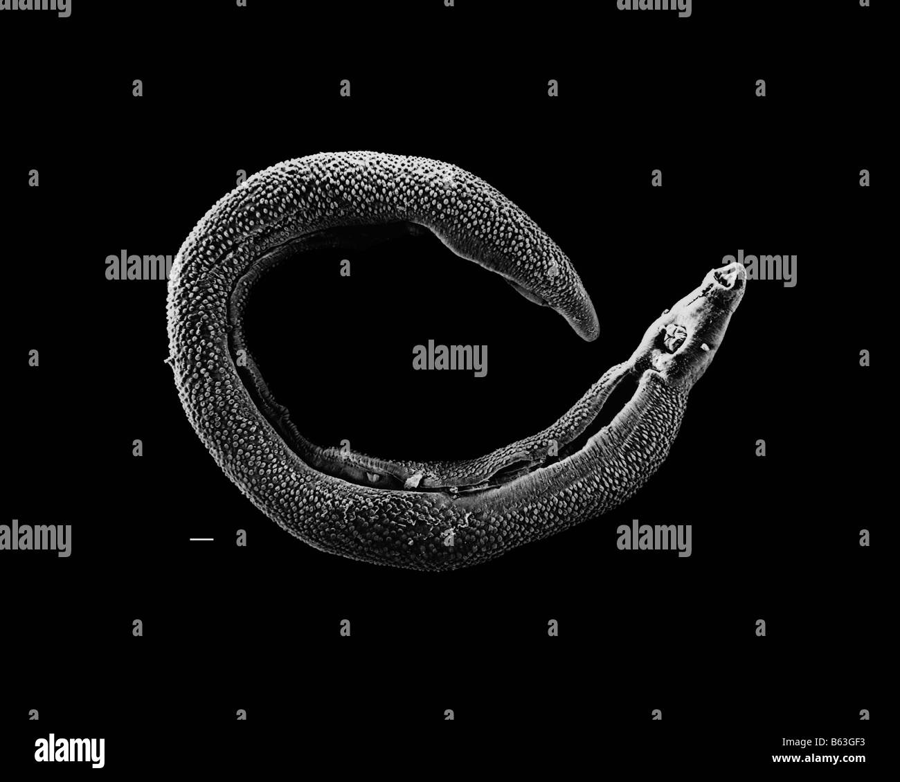 Micrografía de electrones de un macho adulto de gusano parásito esquistosoma Foto de stock