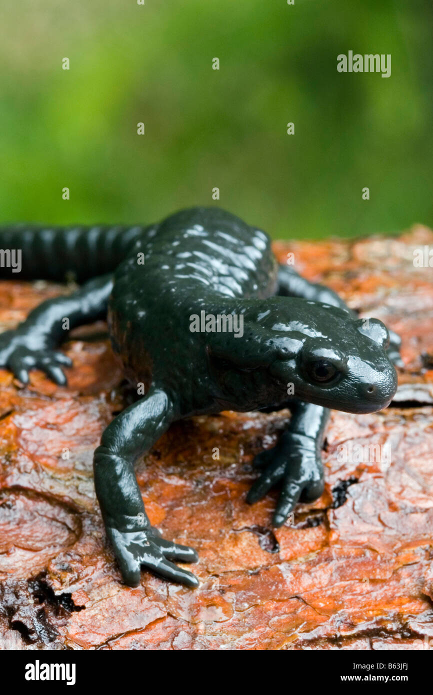 Alpine (Salamandra salamandra atra) sobre corteza Foto de stock