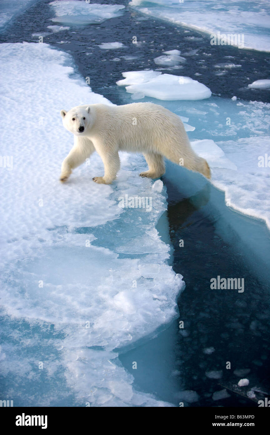Oso Polar en las placas de hielo Foto de stock