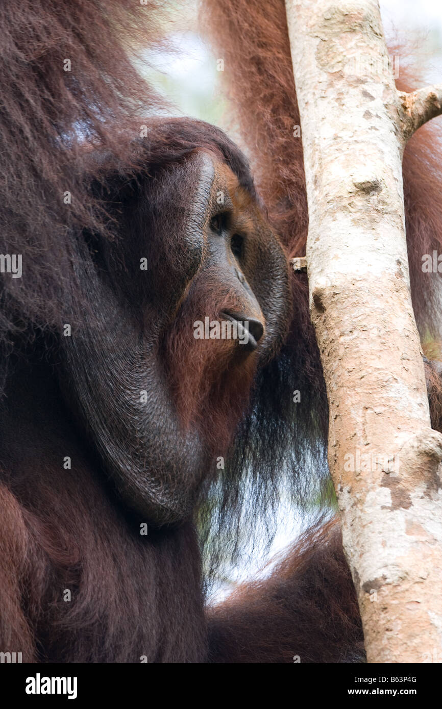 Orangután macho [Pongo pygmaeus] en un árbol de Tanjung Putting NP Borneo Foto de stock