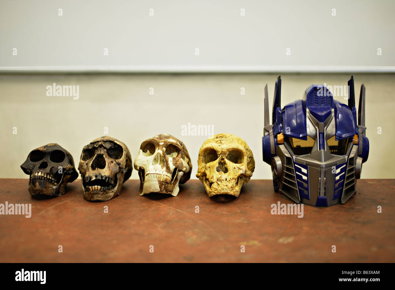 Cráneos de homínidos temprano y Optimus Prime transformer robot Scara de juguete de la película Speilberg Foto de stock