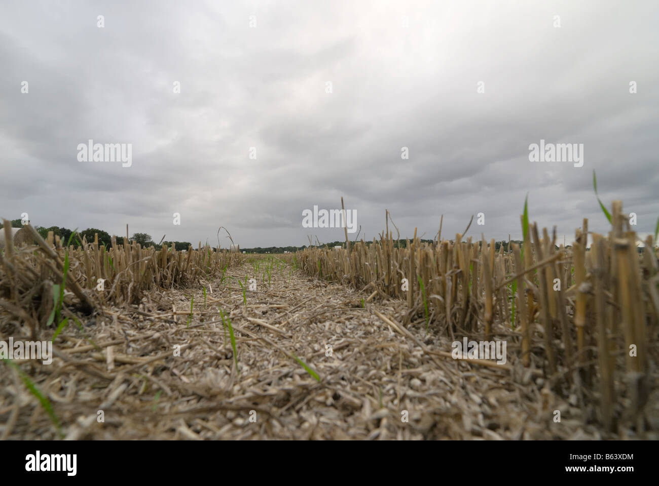 Un campo después de la cosecha de otoño de Suecia Foto de stock