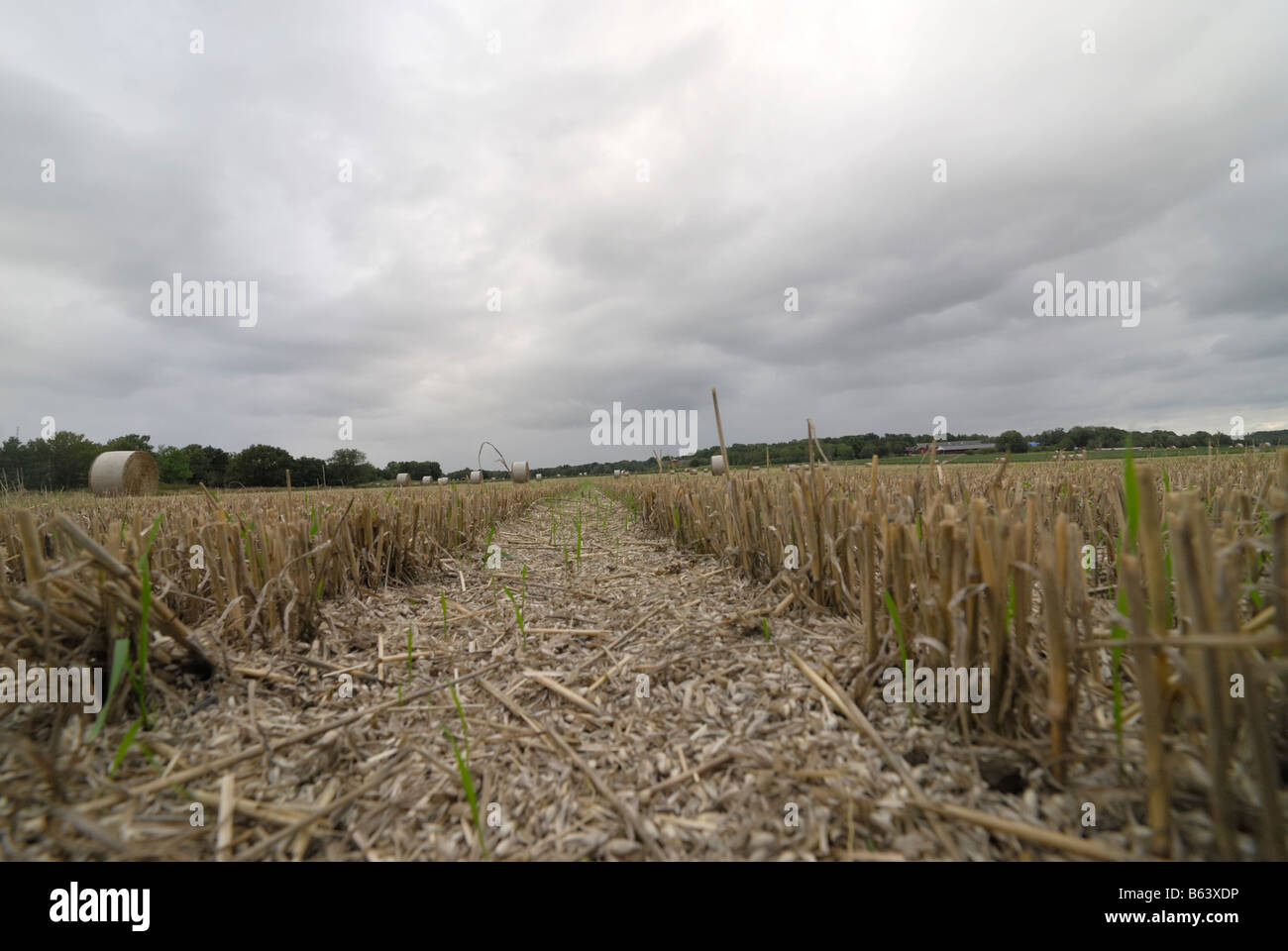 Un campo después de la cosecha de otoño de Suecia Foto de stock