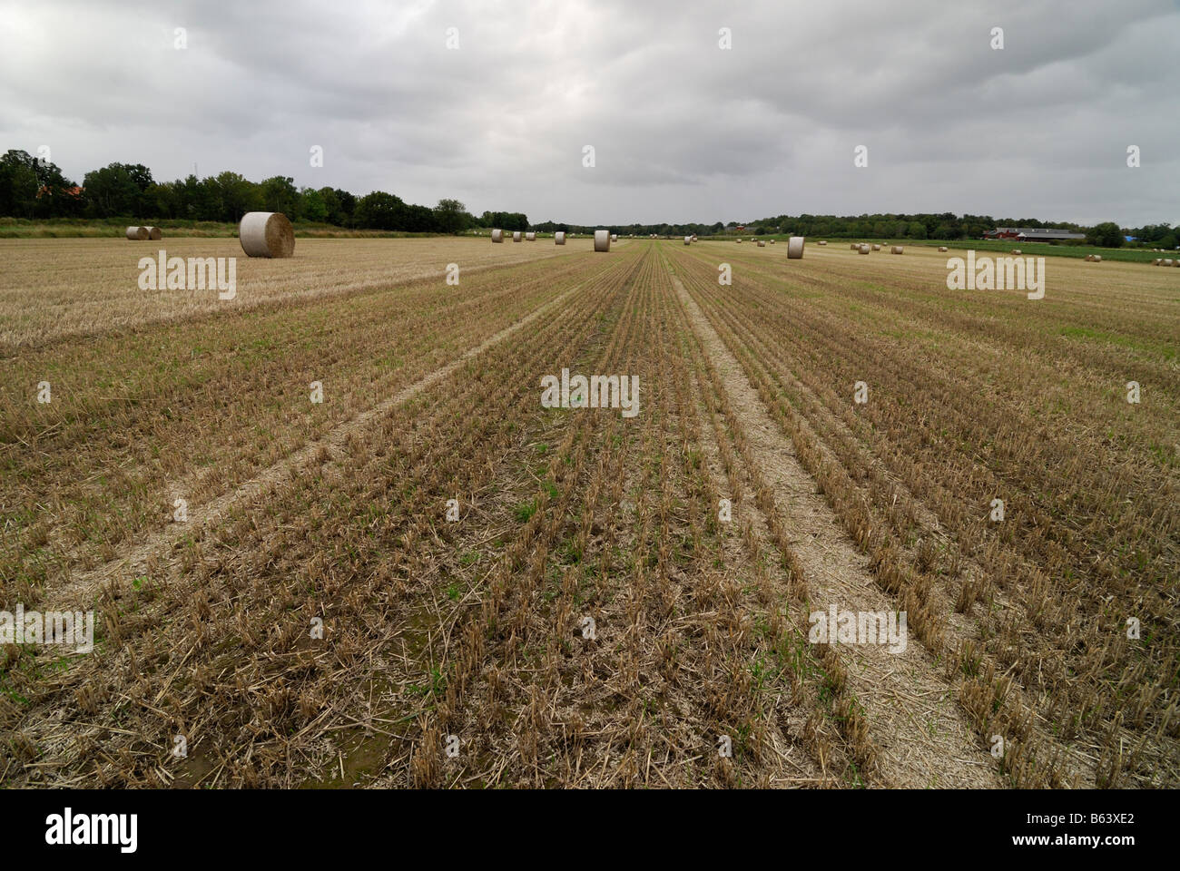 Un campo después de la cosecha de otoño de Suecia Foto de stock