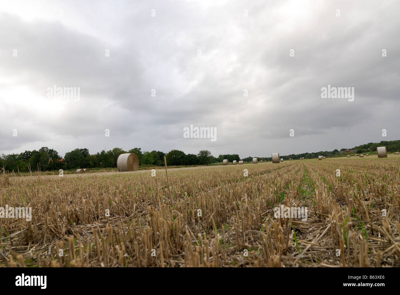 Un campo después de la cosecha de otoño de Suecia Foto de stock