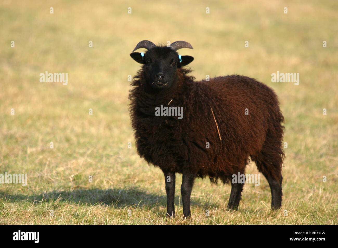 HEBRIDEAN ovejas pastando nottinghamshire Wildlife Trust reserva Foto de stock