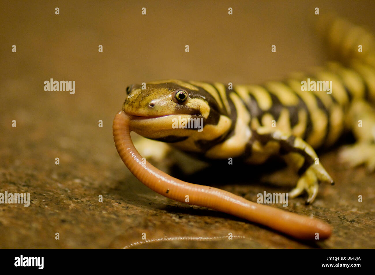 Un primer plano de una salamandra tigre empatar sonriendo, mientras disfruta comiendo una cena de lombriz. Foto de stock