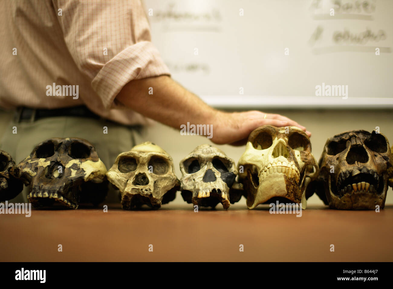 El hombre enseñando la evolución humana con modelos de cráneos de ancestros humanos Foto de stock