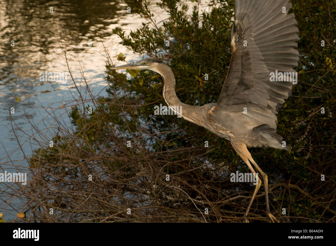 Heron en Carolina del Norte Foto de stock
